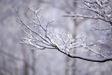 아름다운 설경
