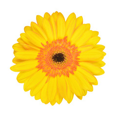 gerbera flower isolated on white