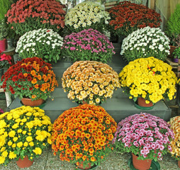 chrysanthèmes en devanture de fleuriste