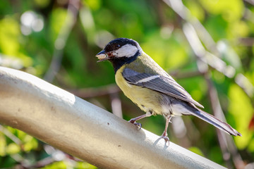 Great Tit (Parus major)