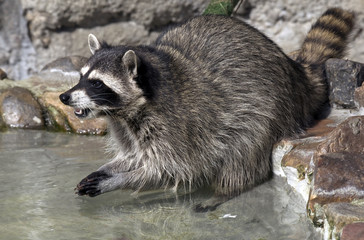 Racoon