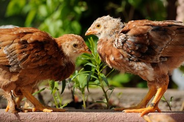 Cute Chickens Facing Each Other