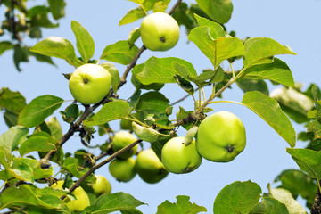 green apples on a tree