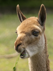 lama © Henryk Olszewski