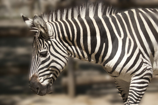zebra