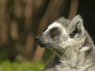 lemur