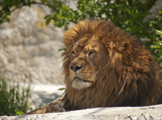 lew © Henryk Olszewski