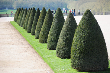 fir-trees in the Versailles garden in Paris