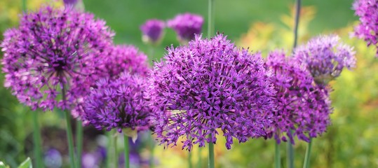 Fleurs d'Allium