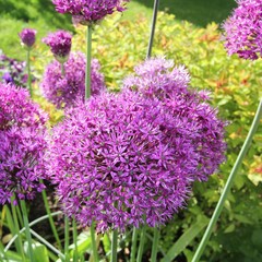 Fleurs d'Allium