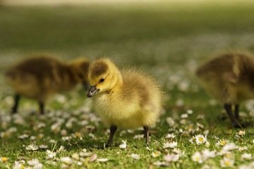 Obraz premium Canada Goose, Branta canadensis