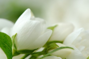 Fototapeta na wymiar Beautiful White Jasmine Flowers