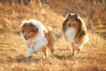 Two rough collies running at sunset