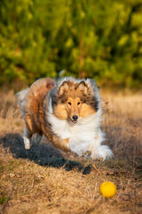 Rough collie playing with ball