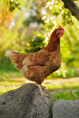 Chicken on Boulder in the Garden