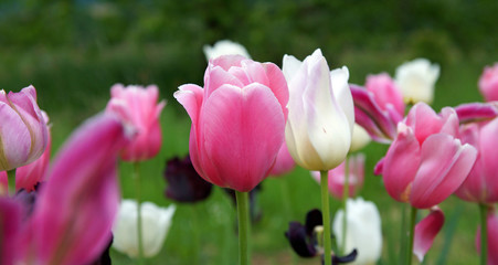 Tulpen in rosa