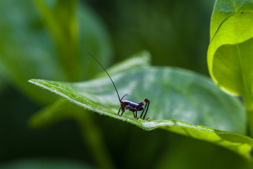 Small black cricket on leaf