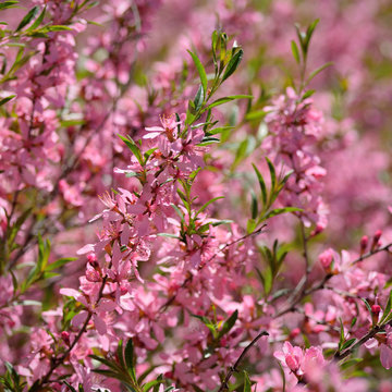 Pink Blossom Of Prunus Tenella Or Almond Steppe