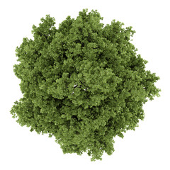 Fototapeta premium top view of small-leaved lime tree isolated on white background
