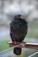 Wet Pigeon with Bread Crumbs on Beak