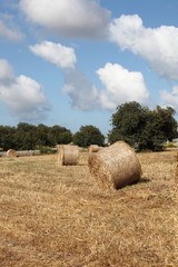 Fototapeta premium Rotoballe di fieno nelle campagne Iblee