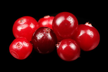 Cranberry on Black Background
