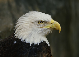 Obraz premium 귀여운 애완동물