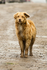 Fototapeta na wymiar Bezpański pies na poboczu