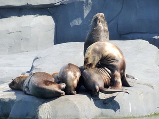 Otaries