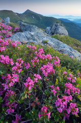 Flowers in the mountains at dawn