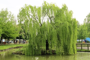 weeping willow on a small island in the pond © marcobir