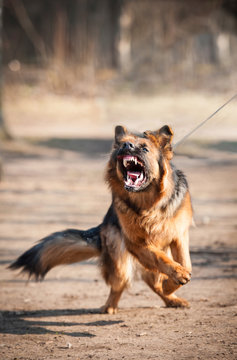Aggressive german shepherd dog