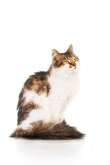 Fluffy cat sitting  isolated on white