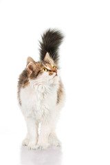 Fluffy cat  standing isolated on white