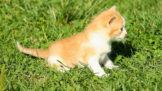 Meowing Kitten on the green grass