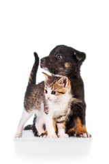 Obraz premium Little kitten with puppy isolated on white background