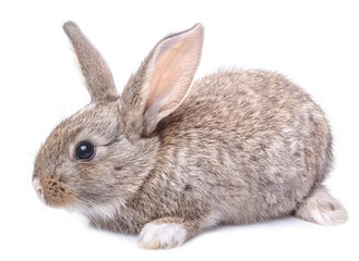gray bunny sitting isolated on white background Easter holiday