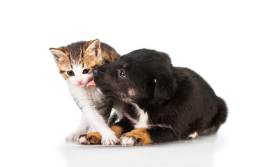 Puppy kissing little kitten isolated on white background