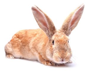 red bunny rabbit isolated on white background sits Easter holida