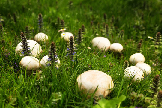 mystischer Kreis in einer Wiese