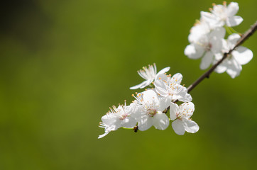 Plum cherry flowers