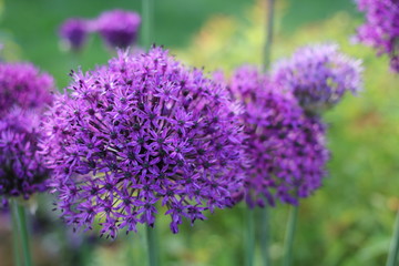 Fleurs d'Allium