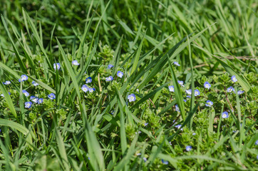Blue little flowers