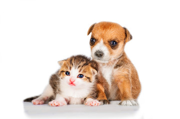 Little adorable kitten with puppy isolated on white background