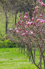 Fototapeta premium Magnolias