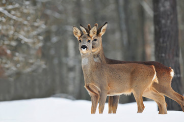 Roe deer in winter © Soru Epotok