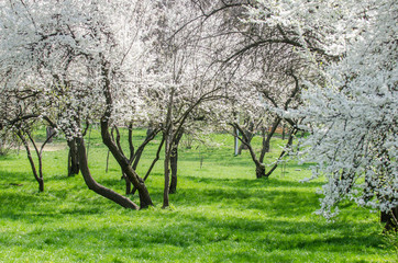 Plum cherry blossom trees
