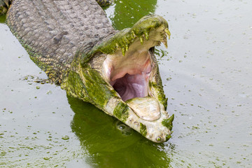 Ungewöhnlicher Blick in den Krokodilschlund