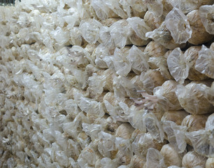 White and black Poplar Organic Mushroom ( Agrocybe cylindracea ) in Thai farm
