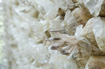 White and black Poplar Organic Mushroom ( Agrocybe cylindracea ) in Thai farm